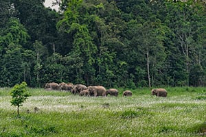 Kudde wilde olifanten in het Khao Yai Nationaal Park