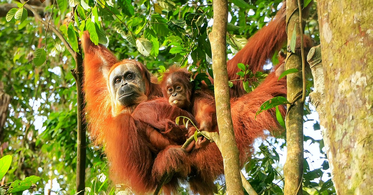 Orang-oetan met jong in het Gunung Leuser Nationaal Park, Bukit Lawang