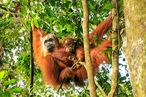 Orang-oetan met jong in het Gunung Leuser Nationaal Park op Sumatra