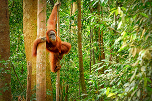 Een nieuwsgierige orang-oetan in het Gunung Leuser Nationaal Park