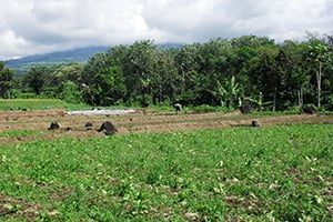 Lokale boeren aan het werk op het land in Zuid-Sumatra