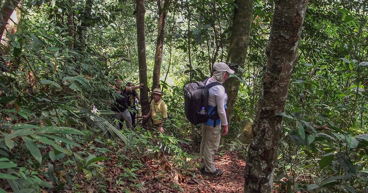 Het tropisch regenwoud in de Harau Vallei op Sumatra, Indonesie