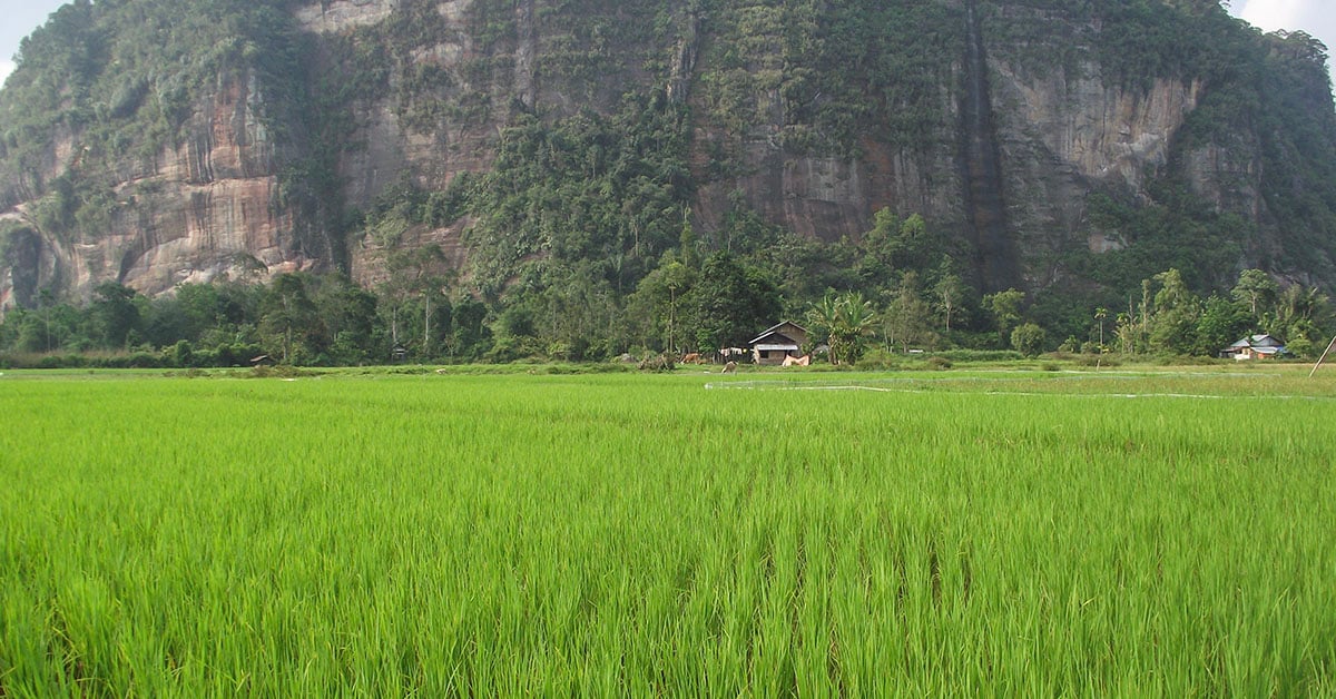 Uitgestrekte rijstvelden tussen de torenhoge kliffen in de Harau Vallei, Sumatra