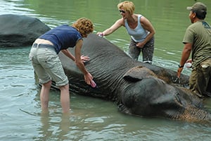 Olifanten wassen in Tangkahan op Sumatra