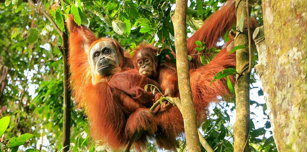 Orang-oetan met baby in het Gunung Leuser National Park op Sumatra