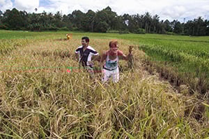 Een plantage in Sumatra