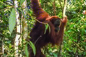 Een orang-utan in de jungles van het Gunung Leuser National Park op Sumatra