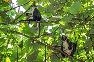 Apen in het Gunung Leuser Nationaal Park op Sumatra