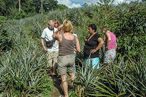 Ananasplantage op Sumatra