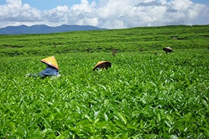 Indrukwekkende theeplantages in Kerinci op Sumatra
