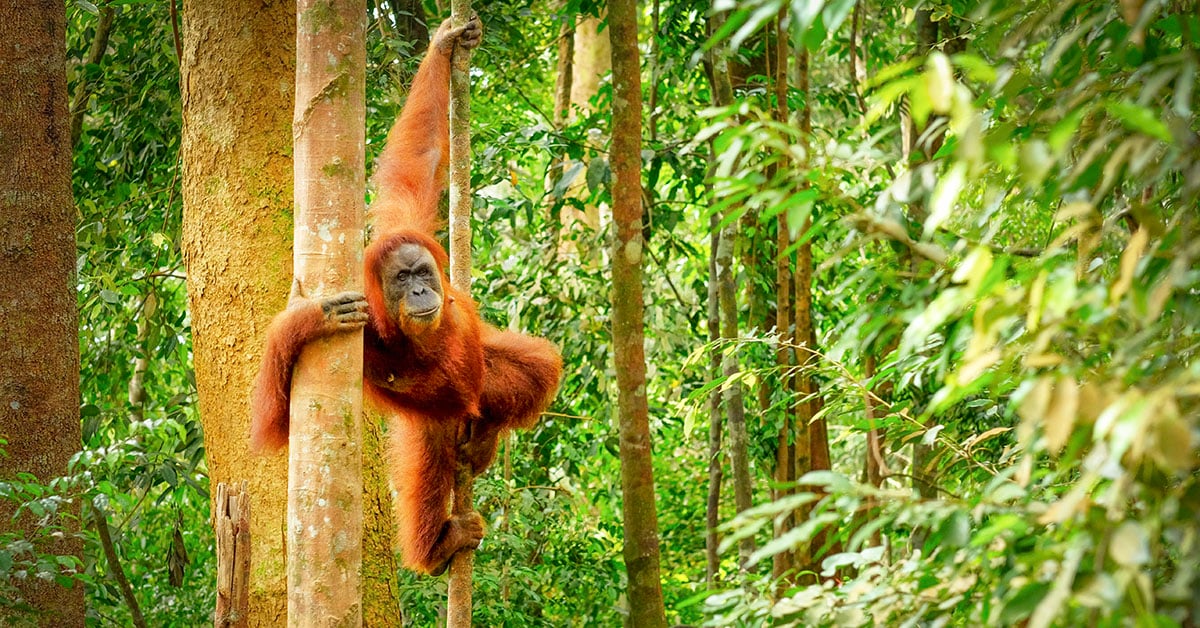 Sumatra natuur – tropische jungle in het Gunung Leuser gebied, bekend om orang-oetans