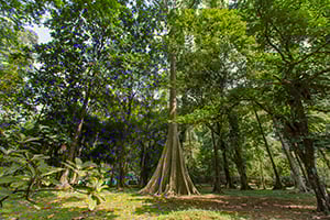 De Bogor Botanical Garden in Bogor, Java
