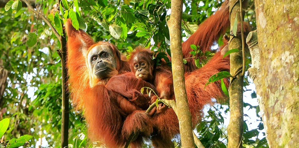 Orang-oetan met jong in het Gunung Leuser Nationaal Park op Sumatra