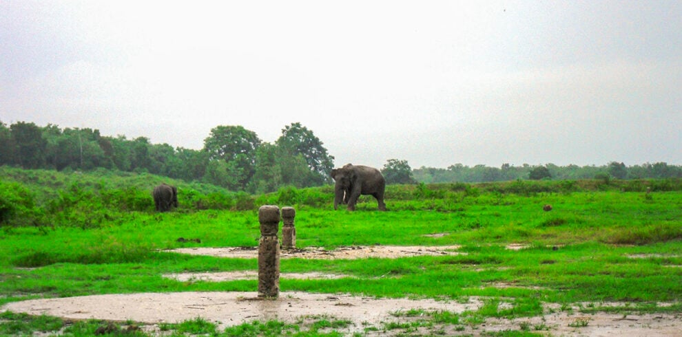 Olifanten in het Way Kambas Nationaal Park in Zuid-Sumatra