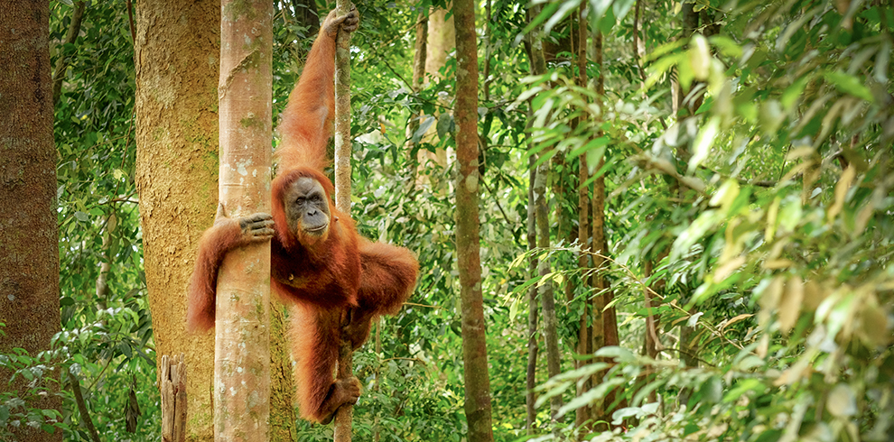 Een orang-oetan in het regenwoud van het Gunung Leuser National Park op Sumatra