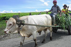 Lokale boeren op een ossenkar in Kerinci, Sumatra