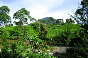 Het prachtige landschap bij Pagar Alam op Zuid-Sumatra