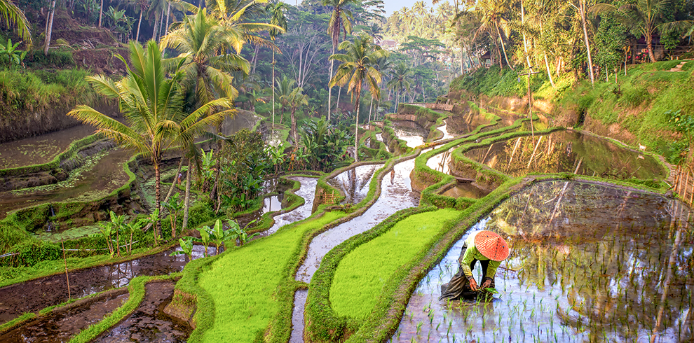 Boer werkt in de rijstterrassen op Bali