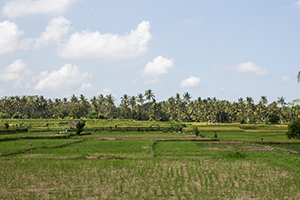 Groene rijstvelden in Pekutatan, West-Bali