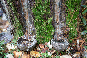 Een boom waar rubber uit wordt gehaald in Kalibaru, Oost-Java