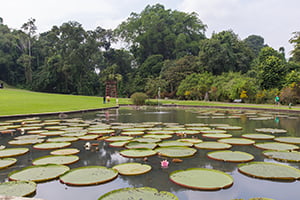 Enorme vijvers in de Bogor Botanical Gardens op Java, Indonesie