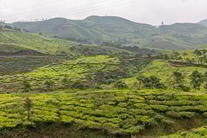 De enorme theeplantages in het berglandschap langs de Puncak Pass op Java