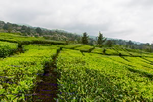 Uitgestrekte theeplantages in Malabar, Java
