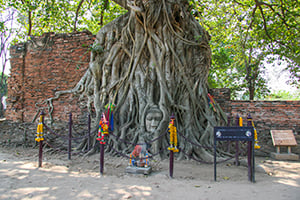Het iconische Boeddhahoofd verstrengeld tussen de wortels van een eeuwenoude boom bij de Wat Mahathat in Ayutthaya