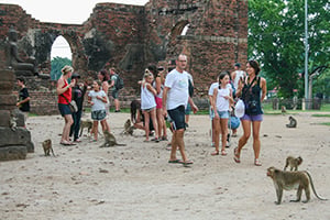 Apen in het tempelcomplex Phra Prang Sam Yot in Lopburi, Thailand