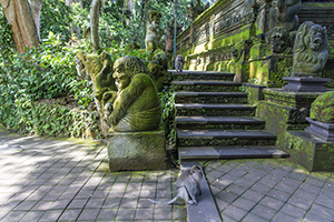 Nieuwsgierige apen in het Sacred Monkey Forest Sanctuary in Ubud, Bali