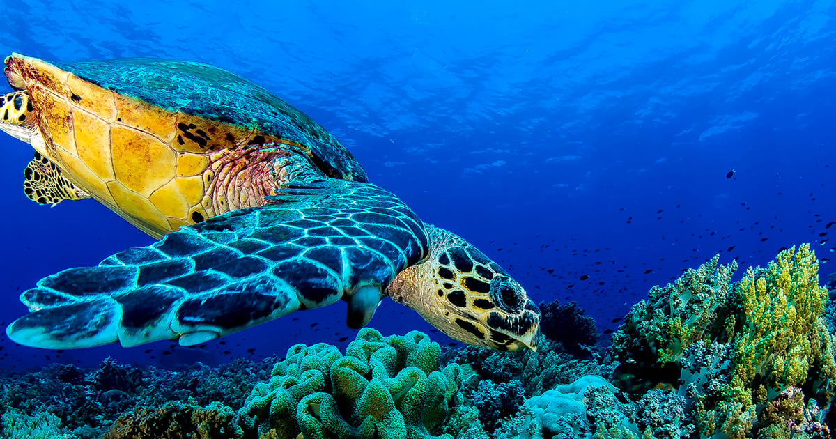 Een zeeschildpad in de wateren rond Shimizu Island bij El Nido