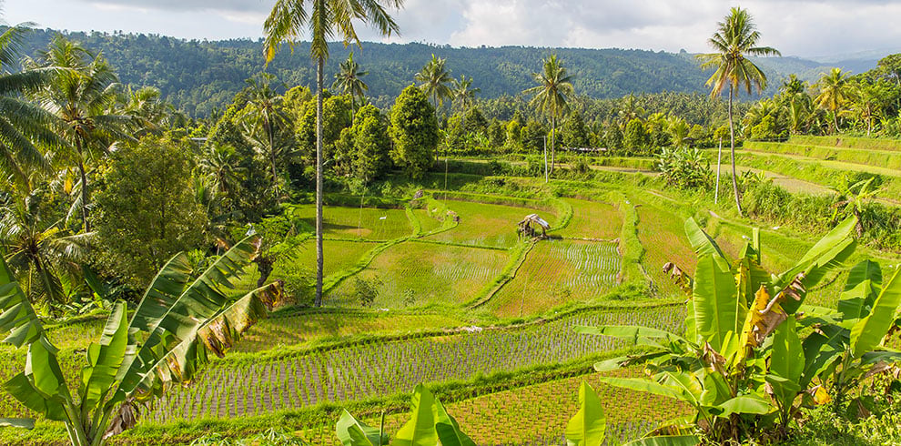 Groene rijstterrassen in Munduk, omringd door de bergen van Noord-Bali.