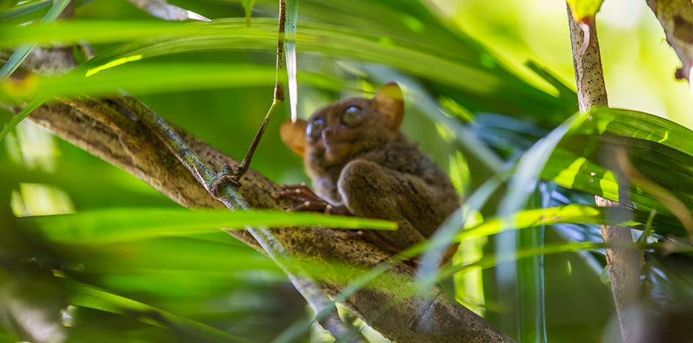 Het Tarsier Sanctuary op Bohol, Filipijnen