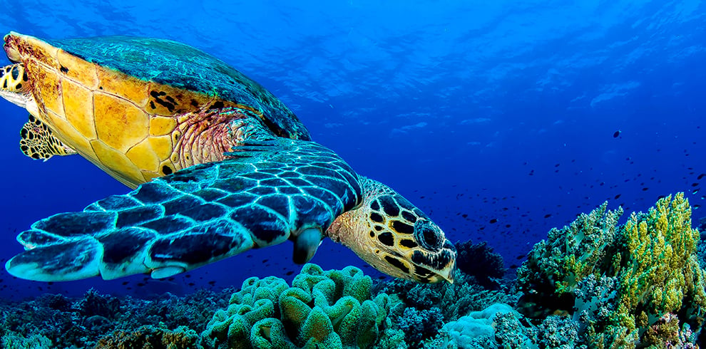 Met een beetje geluk zie je zeeschildpadden bij Turtle Spot, Port Barton