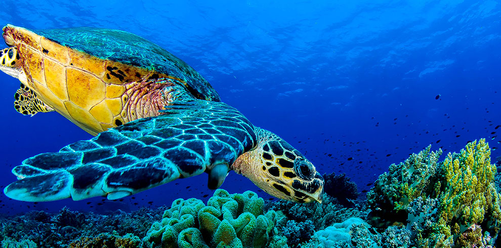 Een zeeschildpad zwemmend in het heldere water rond Apo Island, tussen kleurrijke koraalriffen in een beschermd marien natuurgebied.