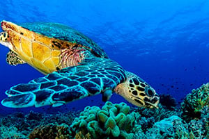Een zeeschildpad zwemmend in het heldere water rond Apo Island, tussen kleurrijke koraalriffen in een beschermd marien natuurgebied.