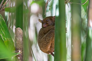 Een tarsier in het Tarsier Sanctuary op Bohol, Filipijnen