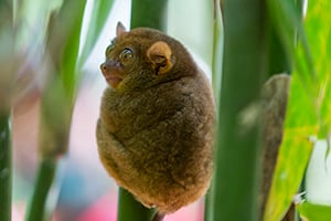 Een tarsier in het sanctuary op Bohol, Filipijnen