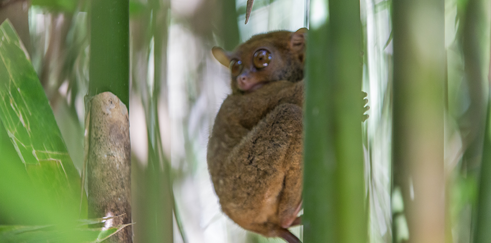 Het Philippine Tarsier Sanctuary op Bohol, Filipijnen
