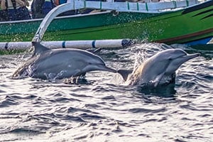 Dolfijnen zwemmen voor de kust van Lovina met op de achtergrond een boot