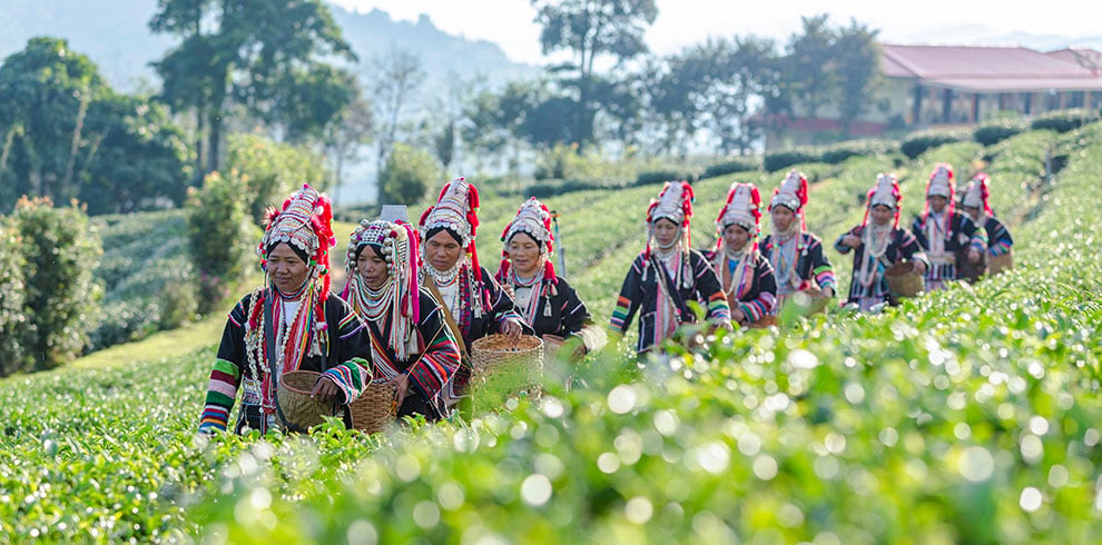 Akha vrouwen wandelen door de theeplantages bij Chiang Rai