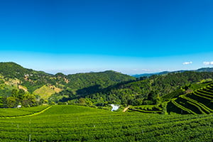 De prachtige groene theeplantages in Doi Mae Salong