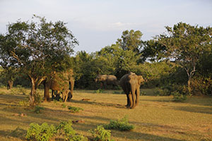 Olifanten in het wild in het Maduru Oya National Park in Sri Lanka