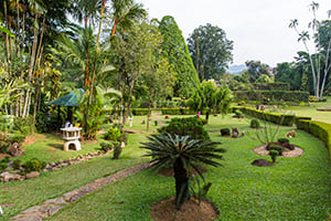 Verschillende soorten planten en bomen in de botanische tuin in Peradeniya