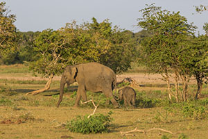 Een wilde olifant met haar jong in het Yala National Park in Sri Lanka
