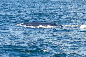 Een walvis in de zee bij Mirissa