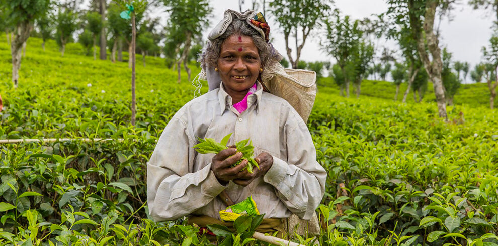 Een theeplukster in een groene theeplantage in Nuwara Eliya
