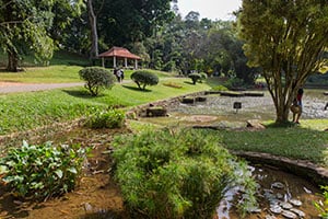 Toeristen wandelen rond in de Koninklijke Botanische Tuin van Peradeniya