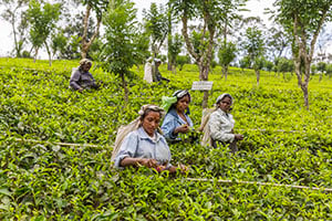 Theepluksters aan het werk in een theeplantage bij Nuwara Eliya