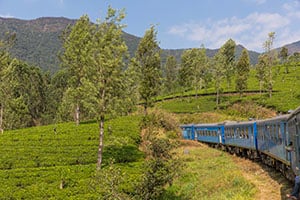 Indrukwekkende treinreis vanuit Nanu Oya dwars door de groene theeplantages in Sri Lanka